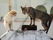 实拍猫咪间的争斗