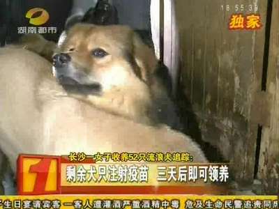 长沙一女子收养52只流浪犬追踪