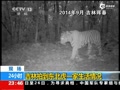 [视频]吉林拍到东北虎一家生活 小虎打闹亲昵蹭母虎
