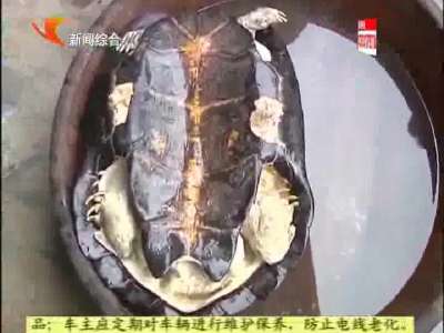株洲：男子意外捕获近17斤重的大乌龟 