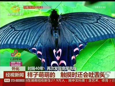 怀化：时隔40年 再次发现宽尾凤蝶