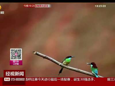 衡东县：无意中拍到蓝喉蜂虎 最美小鸟名不虚传