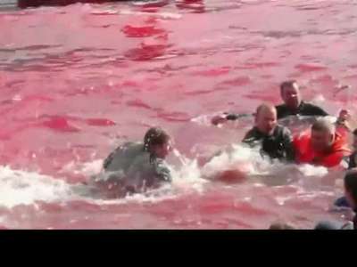 [视频]丹麦法罗群岛大规模捕鲸 海水被染红