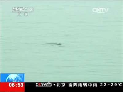 [视频]湖北宜昌：10余头江豚嬉戏长江江面