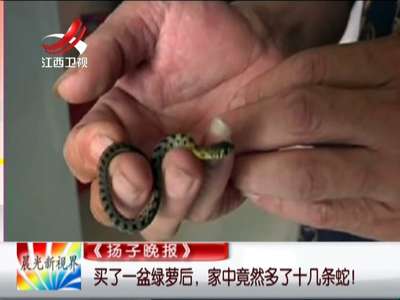 [视频]女子买盆栽暗藏蛇窝 孵化小蛇满屋窜