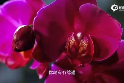 [视频]《大自然在说话》汤唯讲粤语声演花