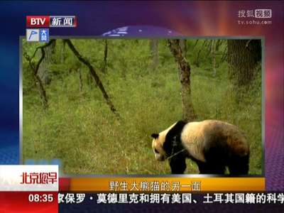 [视频]野生大熊猫的另一面