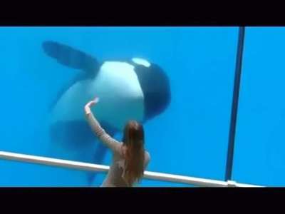 [视频]超萌治愈：虎鲸挥舞双鳍和美女游客对舞