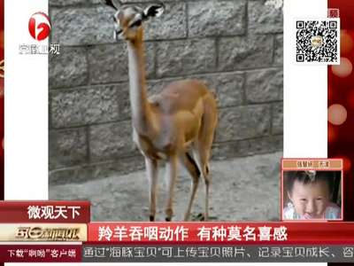 [视频]羚羊吞咽动作 有种莫名喜感