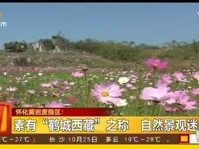 格桑花海轻柔荡漾 “幸福花”色彩变幻