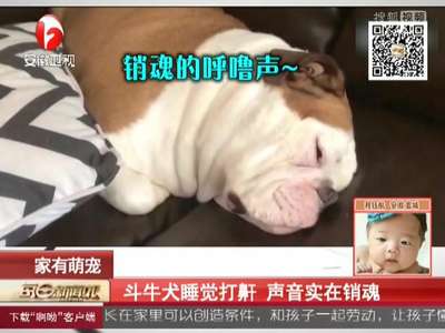 [视频]斗牛犬睡觉打鼾 声音实在销魂