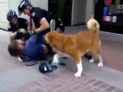 [视频]加拿大忠犬冲两警察狂吠守护醉酒主人