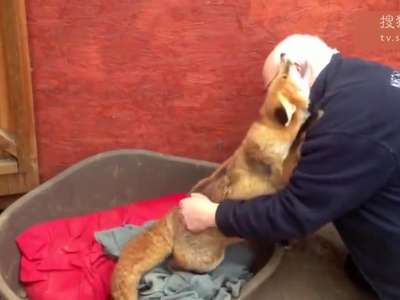 [视频]被救小狐狸7年后再见恩人 场面温馨感人