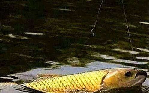 秋季钓草鱼绝招!学会这招钓鱼技巧,学会当场让