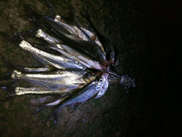 一次疯狂的夜钓白鱼,因为鱼背弯曲,又称翘腰或