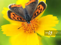 TED经典演讲-昆虫世界