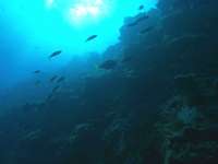 梦幻珊瑚海：唤醒