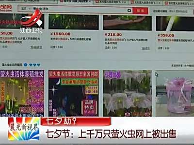 [视频]七夕上千万只萤火虫网上被出售