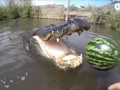 [视频]实拍巨鳄瞬间咬爆大西瓜 展现强大咬合力