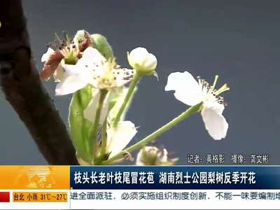 湖南烈士公园梨树反季开花