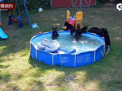 [视频]实拍美黑熊一家擅闯民宅 霸占泳池大玩嬉水