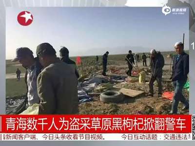 [视频]青海数千人盗采草原黑枸杞 暴力抗法掀翻警车