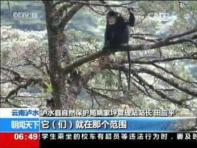 [视频]云南泸水：高黎贡山发现怒江金丝猴猴群
