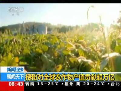 [视频]新闻链接：授粉对全球农作物产值贡献超万亿