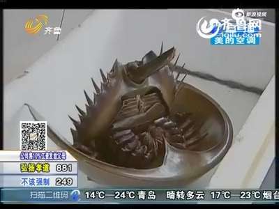 [视频]渔民捕获大“海怪” 形如头盔血液呈宝蓝色