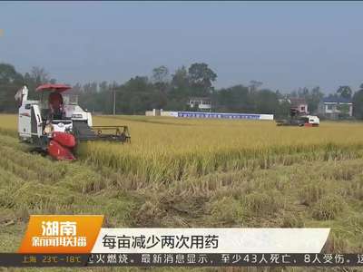 湖南晚稻开镰收割 全年粮食产量有望超600亿斤