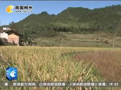 郴州：抛荒地种出“黄金稻”