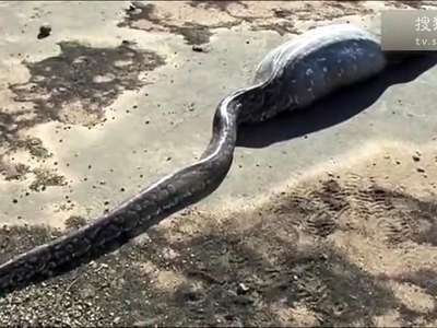 [视频]澳洲棕色蛇活吞黑蛇 黑蛇破肚而出