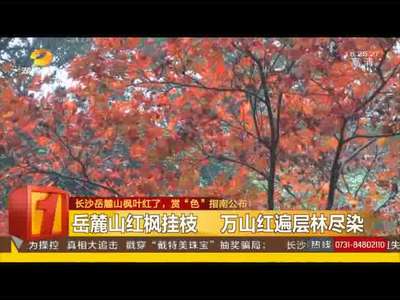 长沙岳麓山枫叶红了 赏“色”指南公布