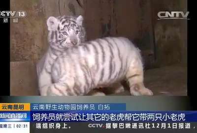 [视频]云南昆明：五胞胎白虎宝宝满月