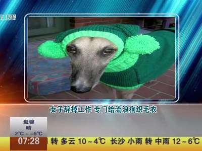 [视频]女子辞掉工作 专门给流浪狗织毛衣