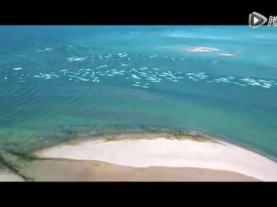  [视频]壮观！摄影师加拿大海域拍到数千头白鲸嬉戏场面