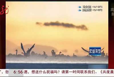 [视频]青海：圣湖光影“天鹅舞”