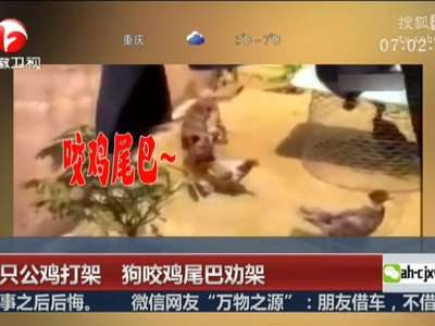 [视频]两只公鸡打架 狗咬鸡尾巴劝架