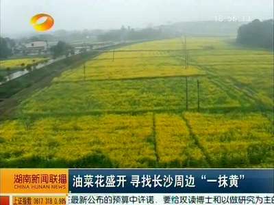 油菜花盛开 寻找长沙周边“一抹黄”
