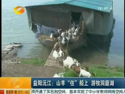 益阳沅江：山羊“住”船上 游牧洞庭湖