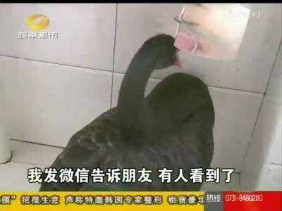 长沙：“出逃”黑天鹅飞进人工湖 热心市民细心呵护
