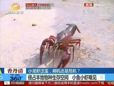 小龙虾泛滥，商机还是危机？