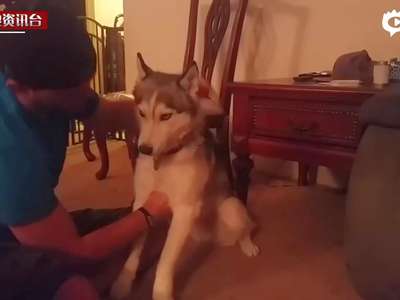 [视频]哈士奇误食大麻迷醉 主人一旁看护安慰