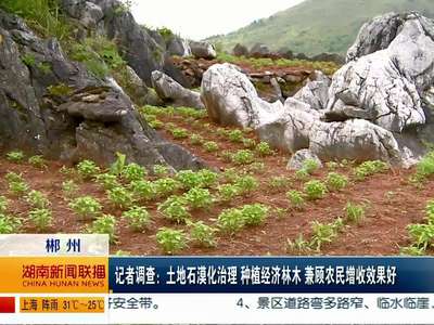 郴州：土地石漠化治理 种植经济林木 兼顾农民增收效果好