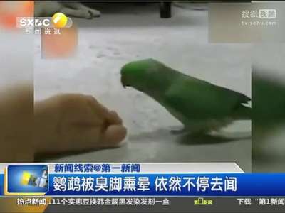 [视频]鹦鹉被臭脚熏晕 依然不停去闻