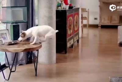 [视频]狗狗成精！一切家务它全包了