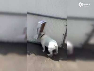 [视频]萌爆了！斗牛犬头戴盒子四处碰壁