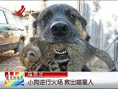 [视频]感动！小狗逆行火场 救出喵星人