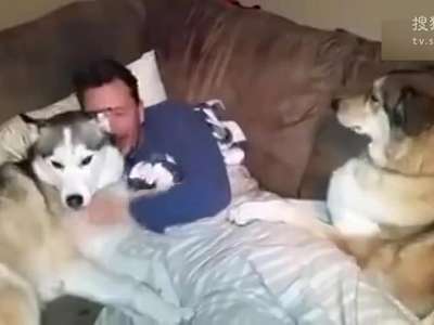 [视频]狗狗争宠 得不到的永远在骚动