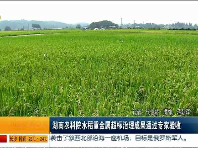 湖南农科院水稻重金属超标治理成果通过专家验收